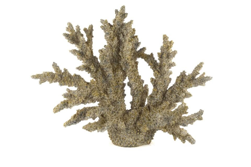 Gold Mercan 34x27cm